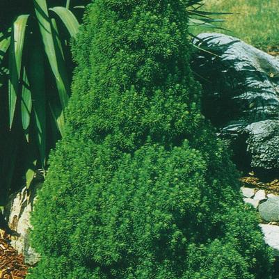 Picea glauca var. conica