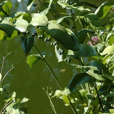 Polygonatum commutatum 