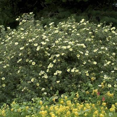 Potentilla fruticosa Primrose Beauty