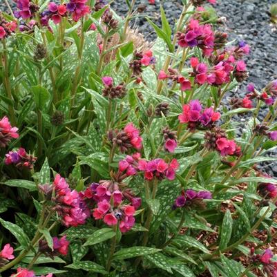 Pulmonaria Raspberry Splash