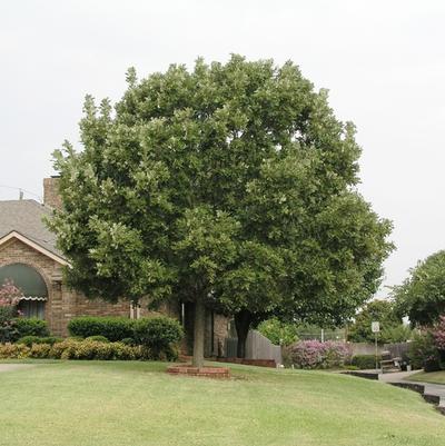 Quercus macrocarpa 