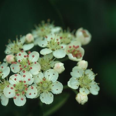 Aronia melanocarpa 