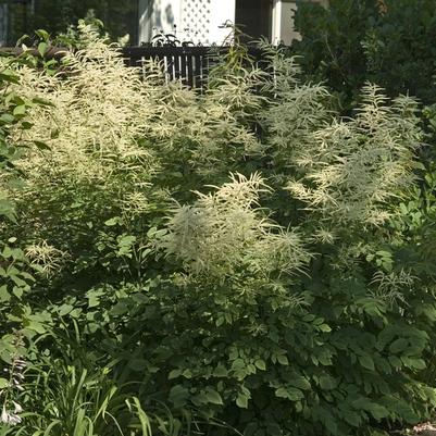 Aruncus dioicus 
