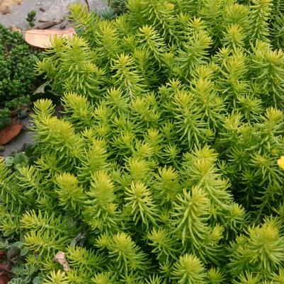Sedum Angelina