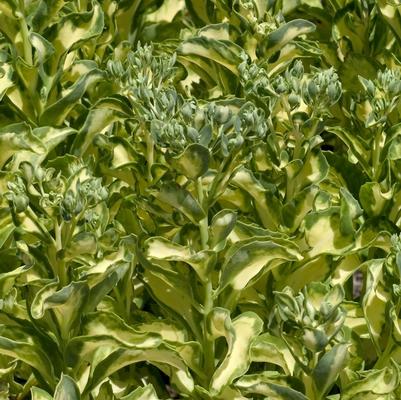 Sedum erythrostictum Mediovariegatum
