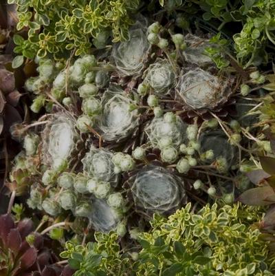 Sempervivum Hardy Series Mixed