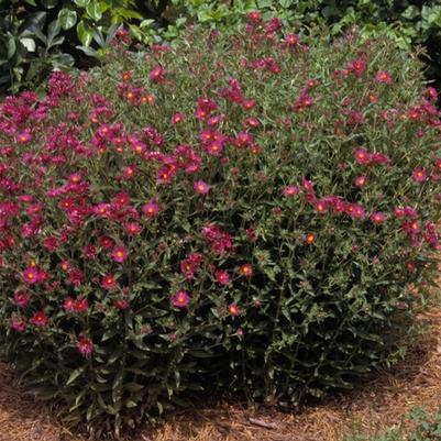 Aster novae-angliae September Ruby