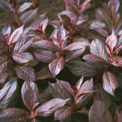Weigela Midnight Wine®