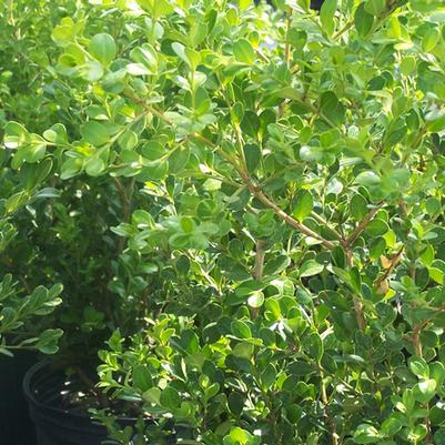 Buxus microphylla 