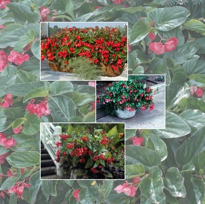 Begonia Multiple Varieties 