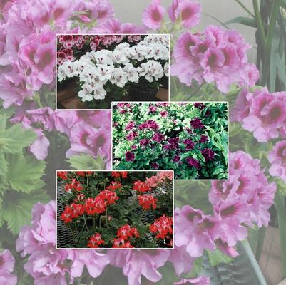 Geranium Multiple Varieties