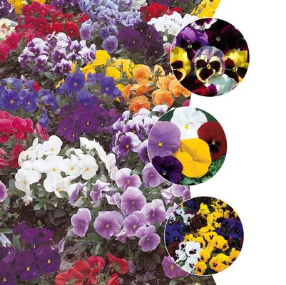 Viola Multiple Varieties
