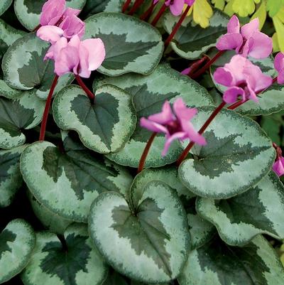 Cyclamen coum Something Magic
