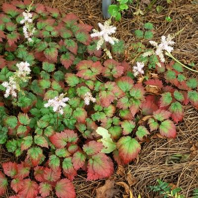 Astilbe x arendsii Color Flash