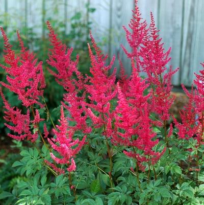 Astilbe x arendsii Radius