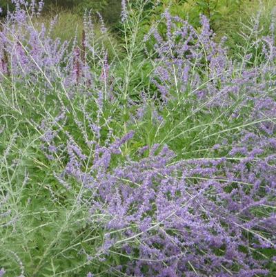 Perovskia atriplicifolia 