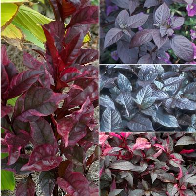 Alternanthera Multiple Varieties