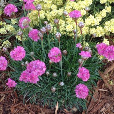 Armeria maritima Bloodstone