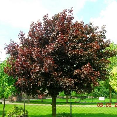Acer platanoides Royal Red