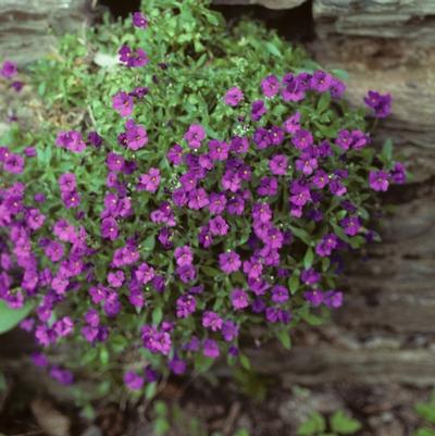 Aubrietia deltoides 