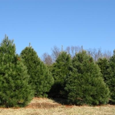 Pinus strobus 