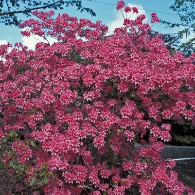 Azalea Rosy Lights