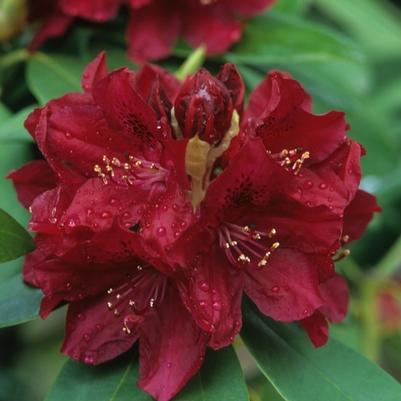 Azalea exbury Golden Lights