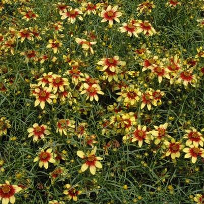 Coreopsis verticillata Route 66