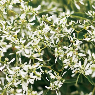 Euphorbia Diamond Frost