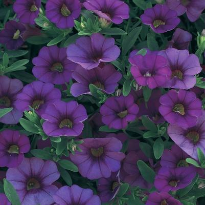 Calibrachoa hybrid Trailing Blue