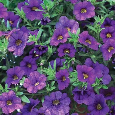 Calibrachoa hybrid Blue