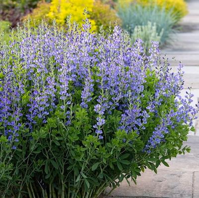 Baptisia australis 