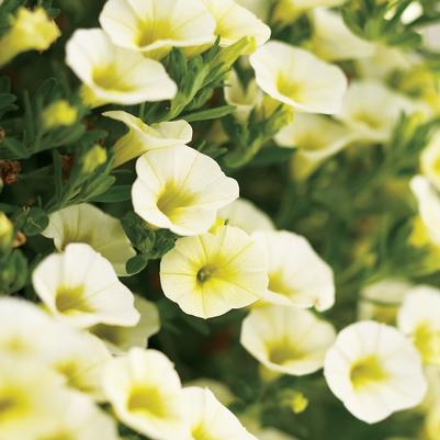 Calibrachoa hybrid Yellow Chiffon