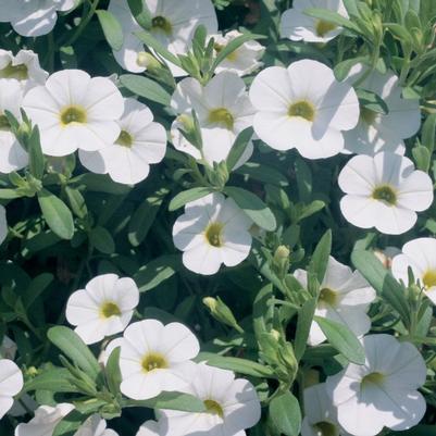 Calibrachoa hybrid Trailing White