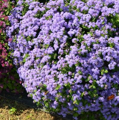 Ageratum hybrid Artist® Blue
