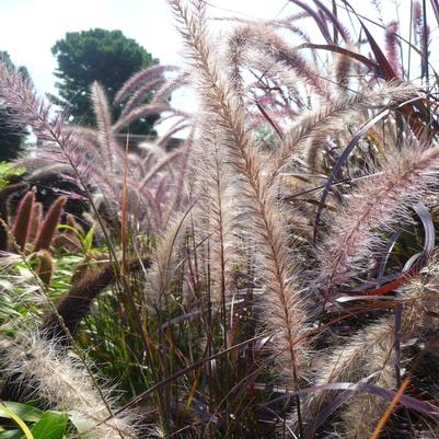 Pennisetum setaceum Rubrum