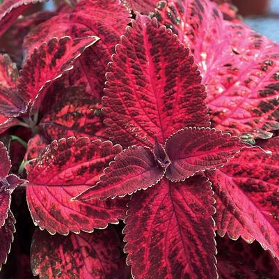 Solenostemon scutellarioides Kingswood Torch
