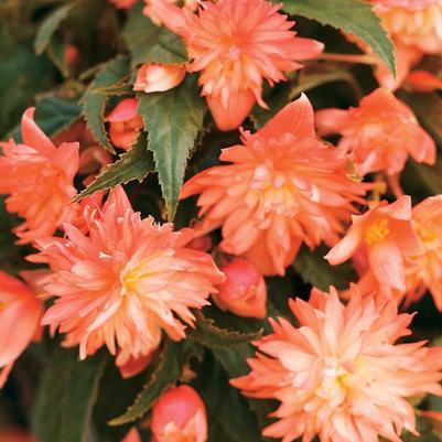 Begonia Apricot