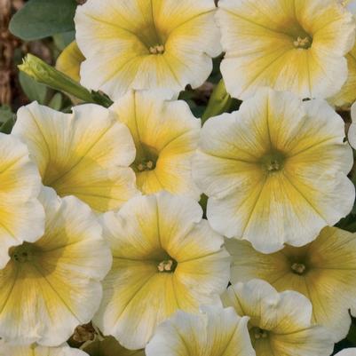 Petunia Citrus