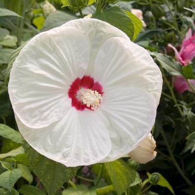 Hibiscus moscheutos Luna White