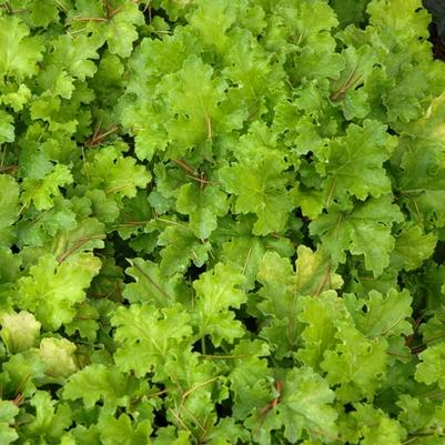 Heuchera Lime Rickey