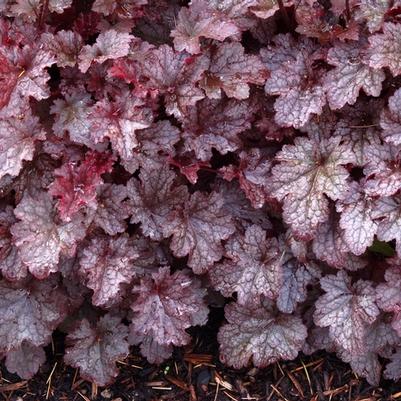 Heuchera Plum Pudding