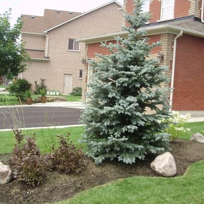 Picea pungens Baby Blue Eyes