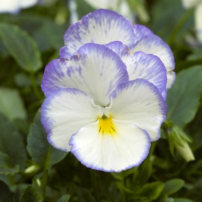 Viola Blue Moon