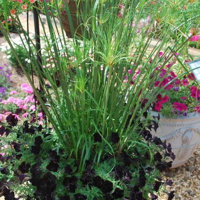 Cyperus papyrus King Tut®