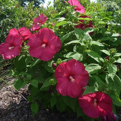 Hibiscus moscheutos Luna Red