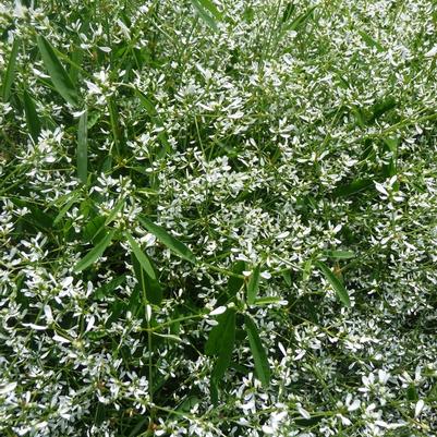Euphorbia Breathless™ White