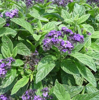 Helioptrope Scentropia™