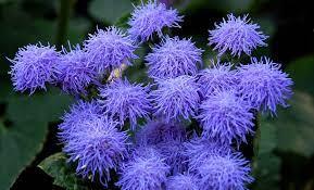 Ageratum Azure Skies