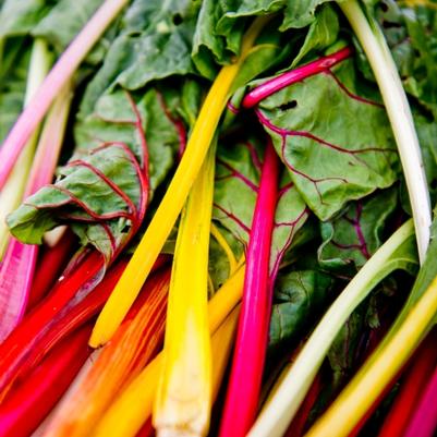 Beta vulgaris Rainbow Culinary Couture™